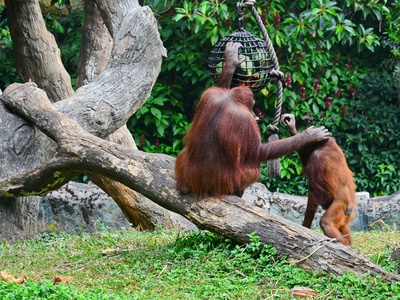 Tapanuli Orangutan