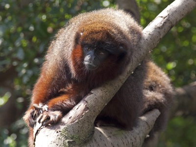Titi Monkey (Coppery)