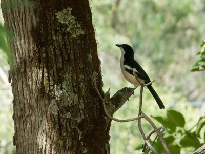 Tropical Boubou