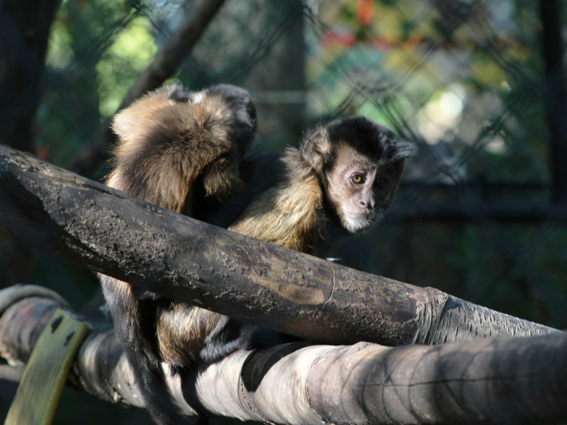 The Complete List of Primates - 33Science