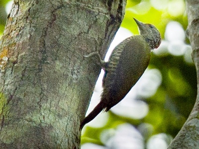 Tullberg's Woodpecker
