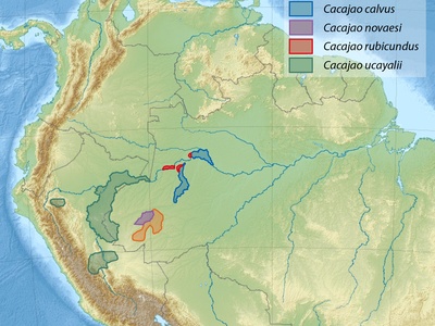 Uakari (Bald)