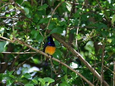 Variable Sunbird