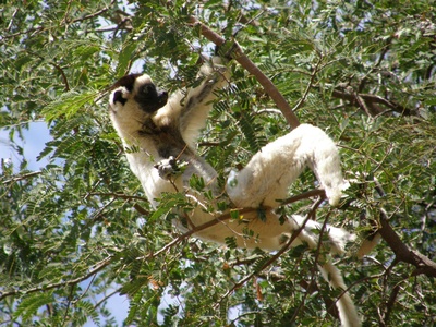 Verreaux's Sifaka