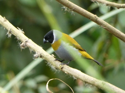 White-collared Oliveback