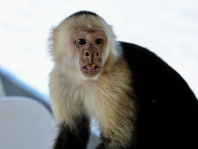 White-faced Capuchin