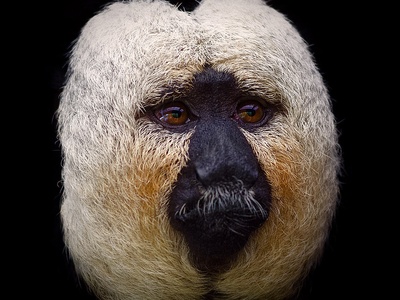 White-faced Saki