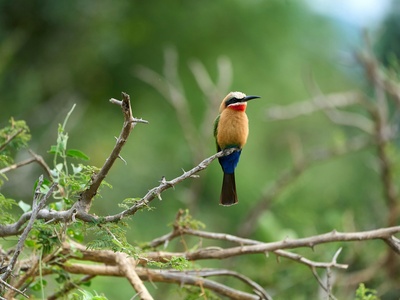 White-fronted Bee-eater