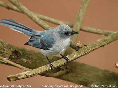 White-tailed Blue Flycatcher