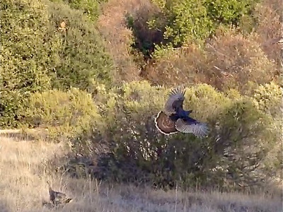 Wild turkey
