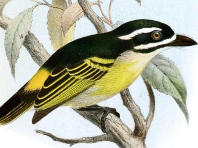 Yellow-rumped Tinkerbird