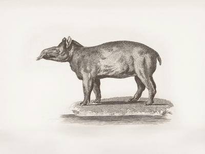 Aardvark