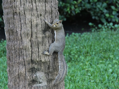 Abert's Squirrel