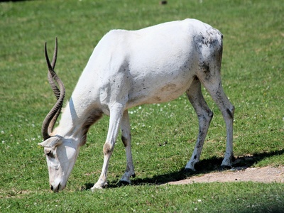 Addax