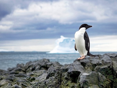 Adélie Penguin