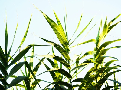 Advanced Biofuels (Cellulosic)