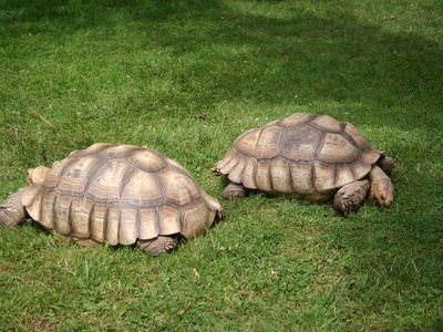 African Spurred Tortoise
