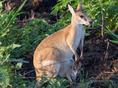 Agile wallaby