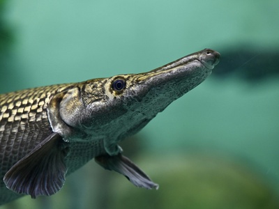 Alligator Gar