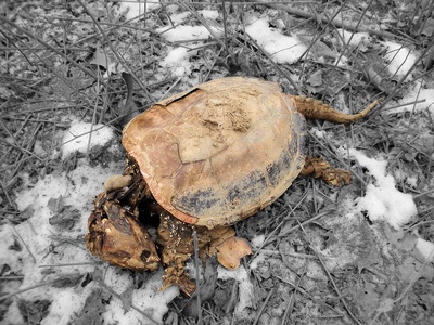Alligator Snapping Turtle