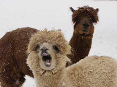 Alpaca