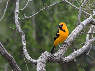 Altamira Oriole