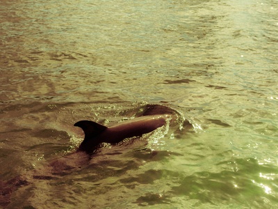 Amazon River Dolphin