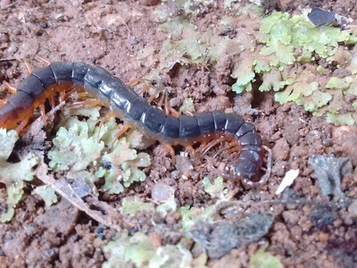 Amazonian Giant Centipede