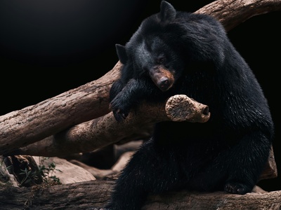 American Black Bear