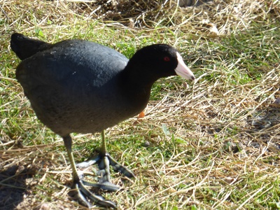 American Coot