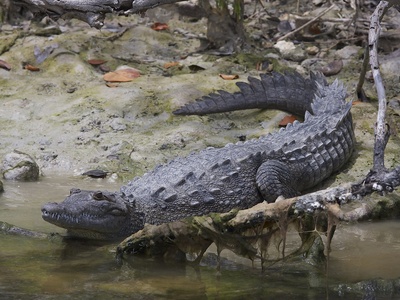 American Crocodile