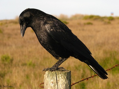 American Crow