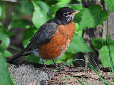 American Robin