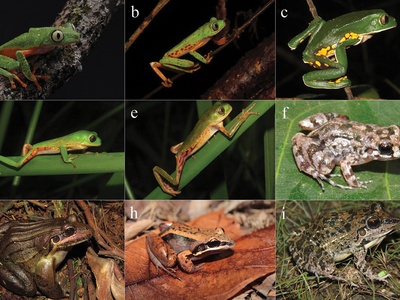 Amphibian diversity