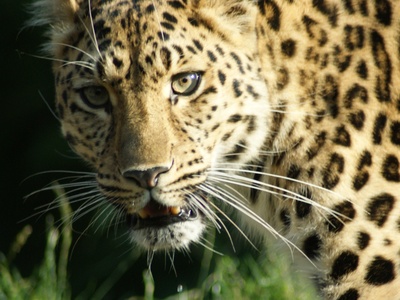 Amur Leopard