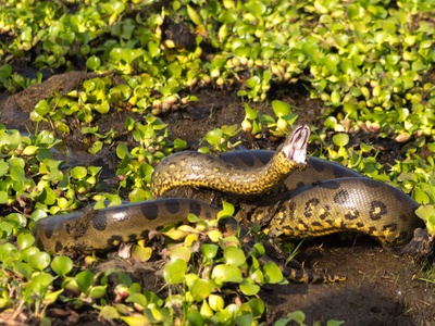 Anaconda, Green