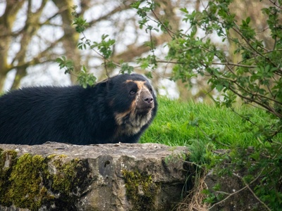 Andean Bear
