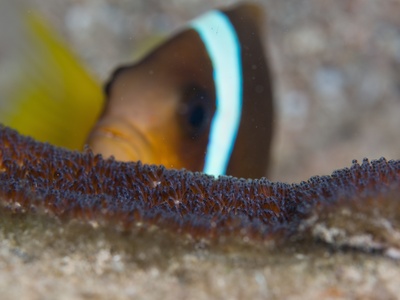 Anemonefish