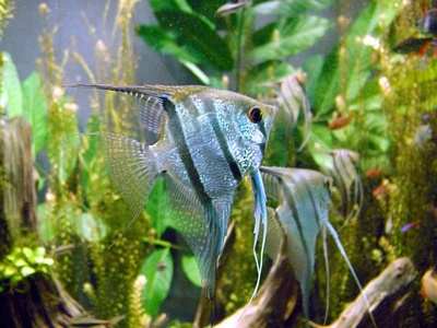 Angelfish, Freshwater