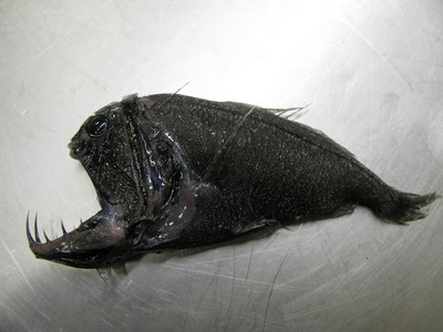 Anglerfish, Black Seadevil