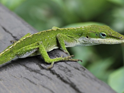 Anole, Green