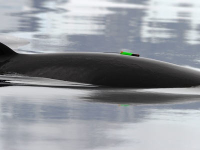 Antarctic Minke Whale