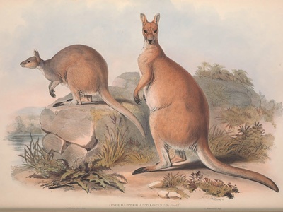 Antilopine kangaroo