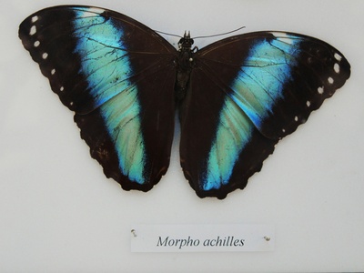 Apollo Butterfly