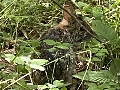 Appalachian Cottontail