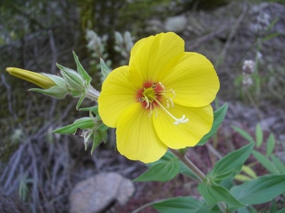 AR Valley Evening-primrose