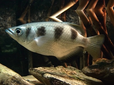 Archerfish, Banded