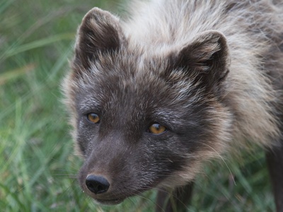 Arctic Fox