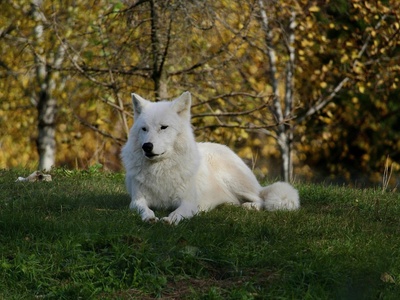 Arctic Wolf