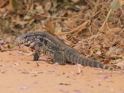 Argentine Black and White Tegu